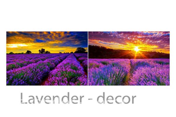 lavneder-decor-hoa lavender-ý nghia hoa lavender